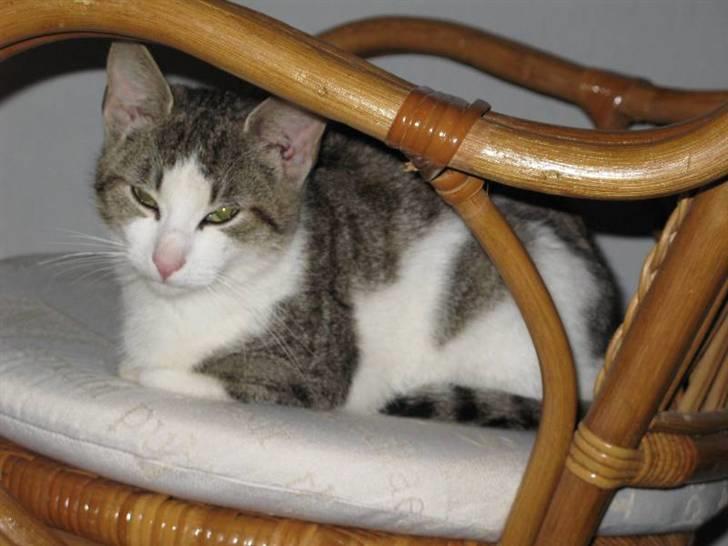 Blanding af racer Juni - RIP billede 4