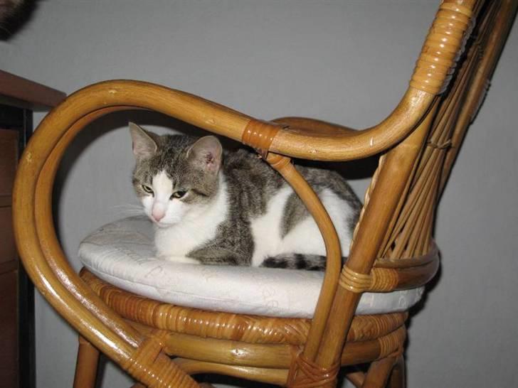 Blanding af racer Juni - RIP billede 5