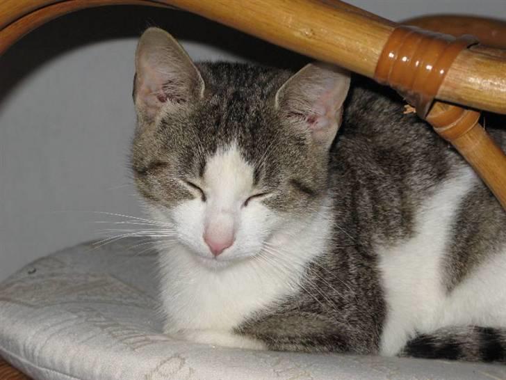 Blanding af racer Juni - RIP billede 6