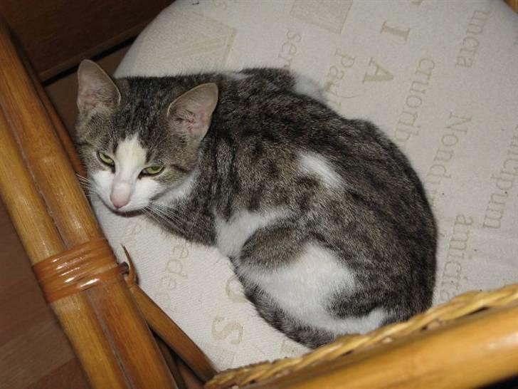 Blanding af racer Juni - RIP billede 7