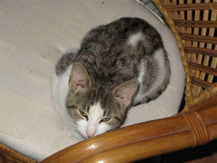 Blanding af racer Juni - RIP billede 8