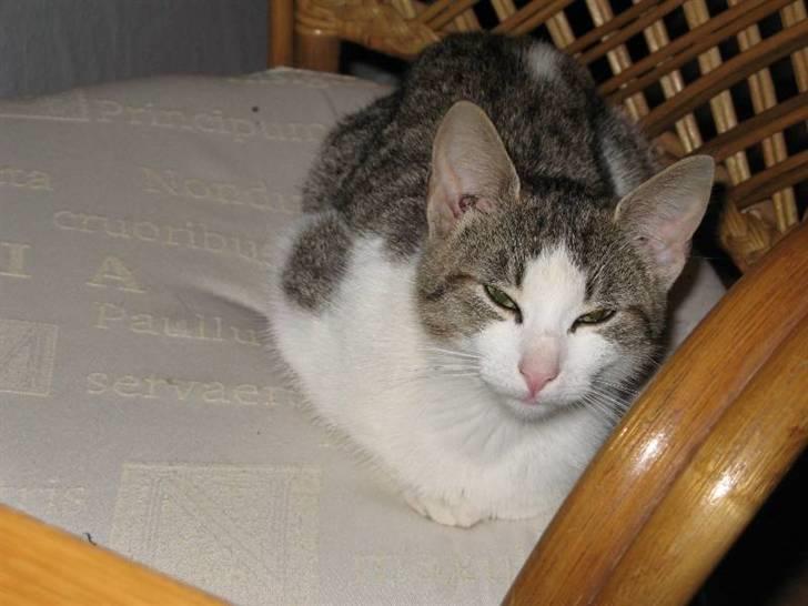 Blanding af racer Juni - RIP billede 9