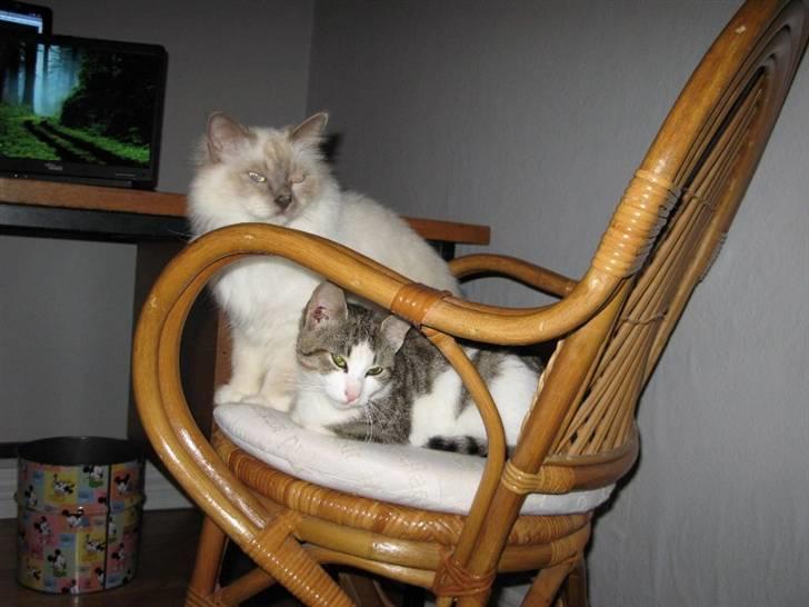 Blanding af racer Juni - RIP billede 10