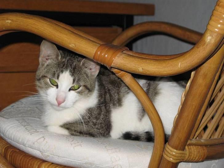 Blanding af racer Juni - RIP billede 11