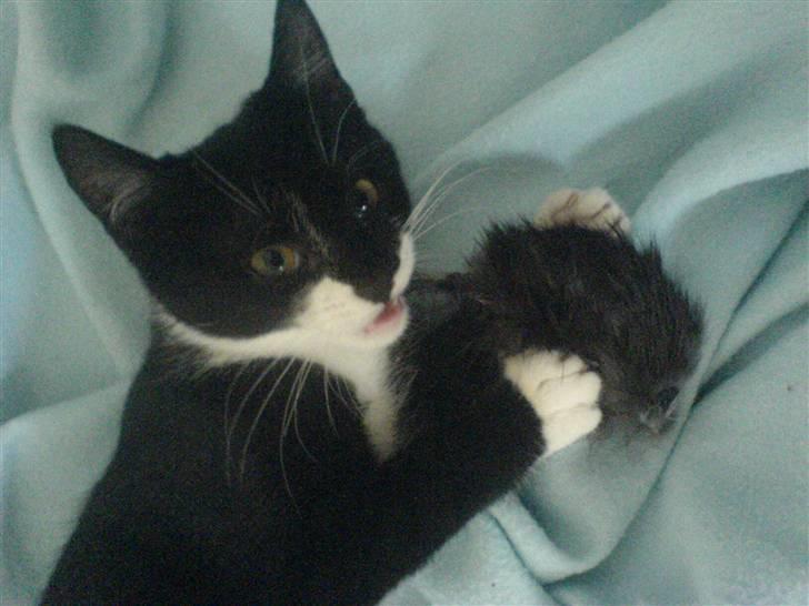 Huskat Sisse - Jeg fik en stor og dejlig tøjmus af min far. Den er bare skøn!! billede 16