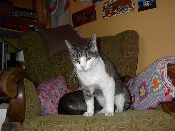 Huskat gøj - er jeg ikk`sød???!!! billede 1