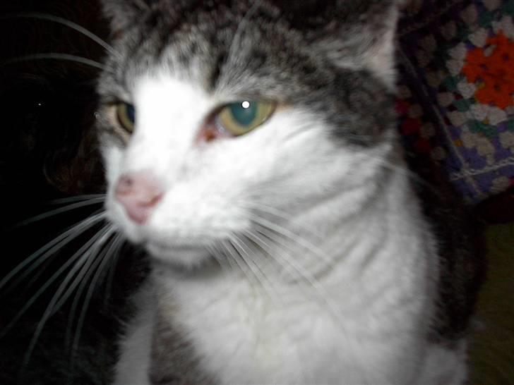 Huskat gøj - liner jeg ikk`en droning?? billede 2