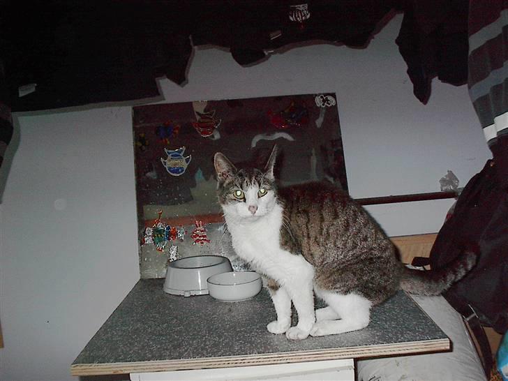 Huskat gøj - her er jeg.... se mig!!!!!!!!! billede 3