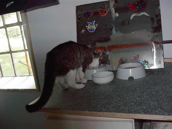 Huskat gøj - mon jeg ska`  sidde ned? billede 4