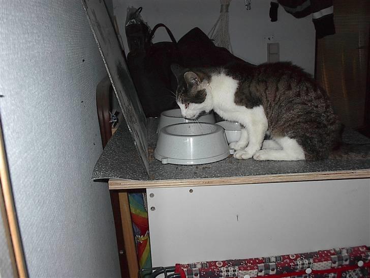 Huskat gøj - smask smask det er lækkert billede 5