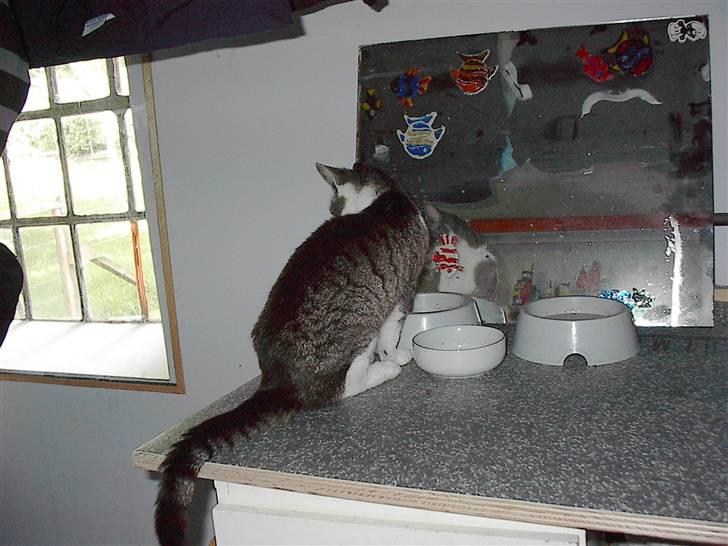 Huskat gøj - er jeg ikk` bare den  SMUKKESTE billede 6