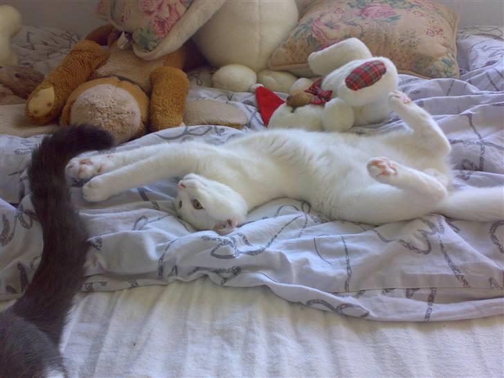 Blanding af racer snowie billede 14