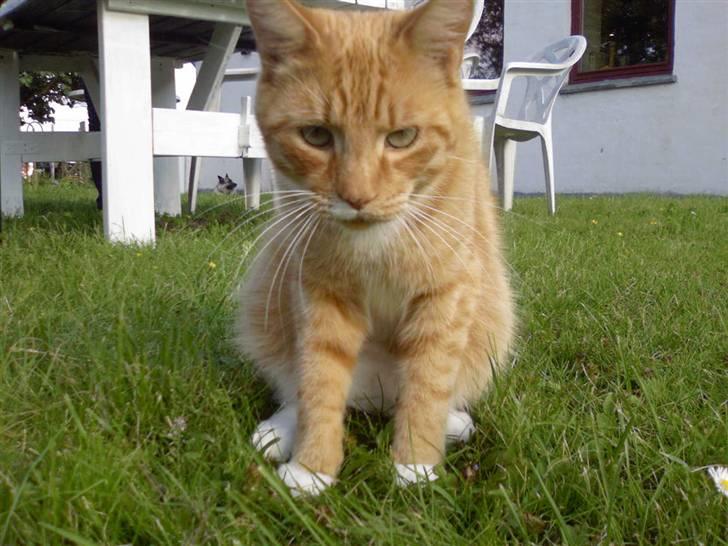 Blanding af racer Sofus - Hvad er det du peger på mig med ? kan den spises ?  billede 2