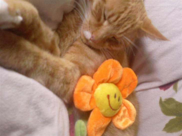 Blanding af racer Sofus - ihhh i´m in heaven <3  billede 5