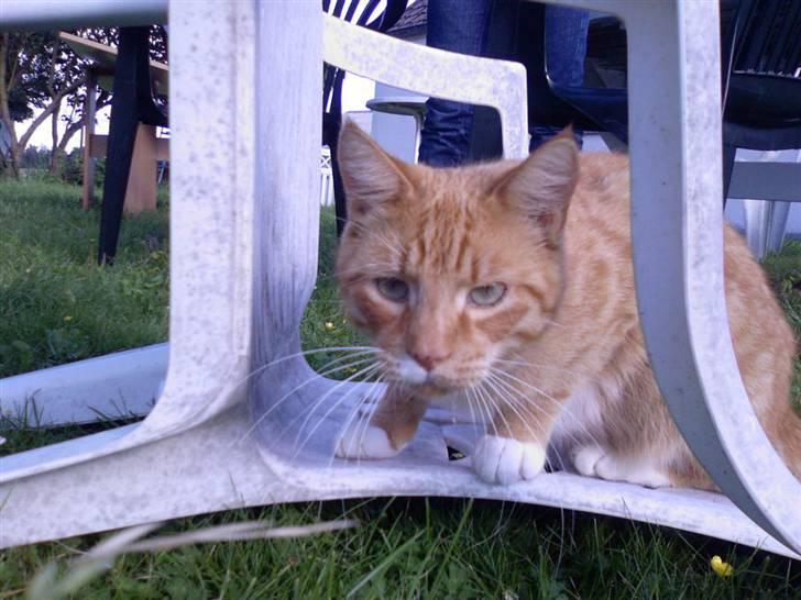 Blanding af racer Sofus - hvad kigger du på ? billede 6