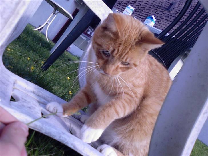 Blanding af racer Sofus - græsset bevæger sig !?  billede 8