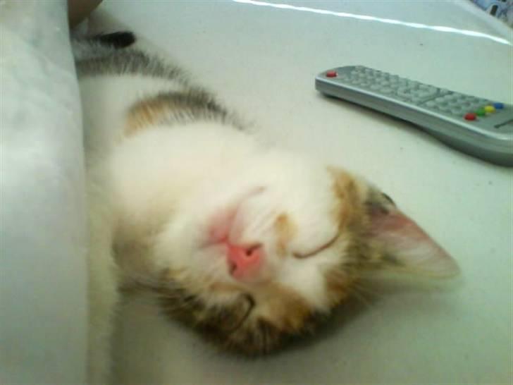 Huskat KoMis - Ny ejer billede 2