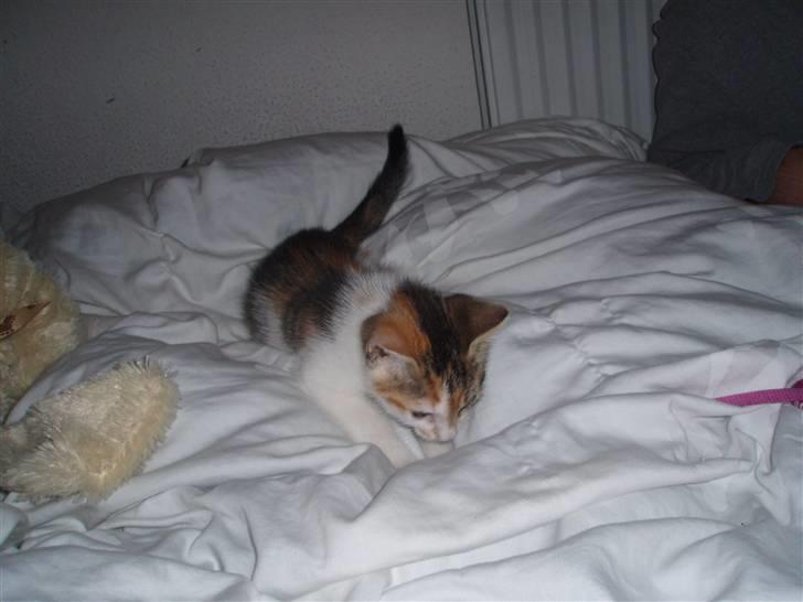 Huskat KoMis - Ny ejer - Er fra den dag vi fik hende :) billede 3