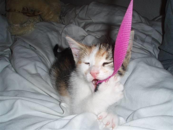 Huskat KoMis - Ny ejer billede 4