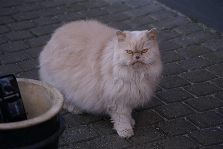 Perser gismi cannabinola billede 1