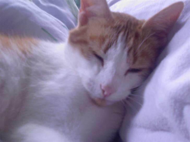 Blanding af racer Gustav - Træææææt efter en Sjooooooov nat med hr. mus´ billede 1