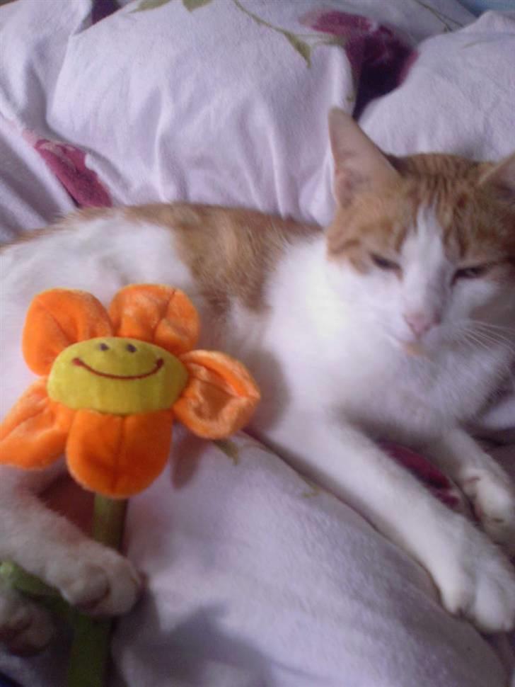 Blanding af racer Gustav - Jeg er en lille solstråle ´ men det siger jo sig selv når man kigger på mig <3 billede 2