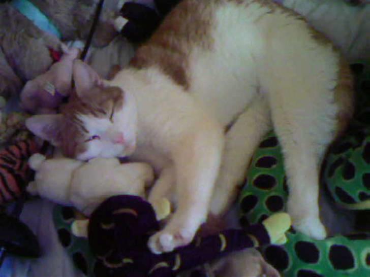 Blanding af racer Gustav - Hej alle mine venner og tøjdyr´ skal vi putte sammen ? ..  billede 3