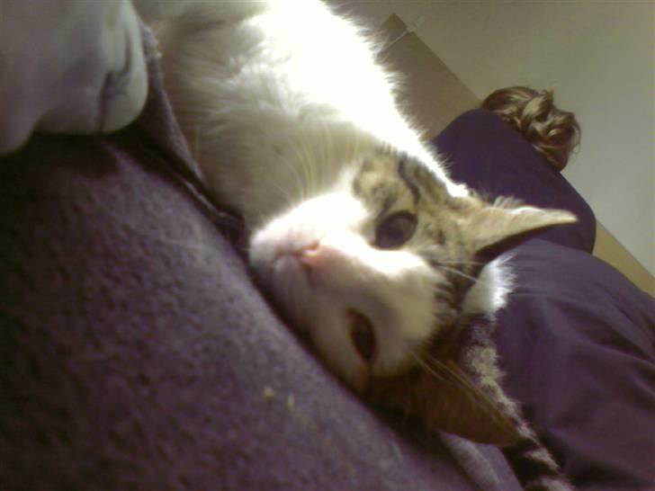 Blanding af racer Malou - Jeg har leget hele natten og nu sover jeg hele dagen (: billede 2