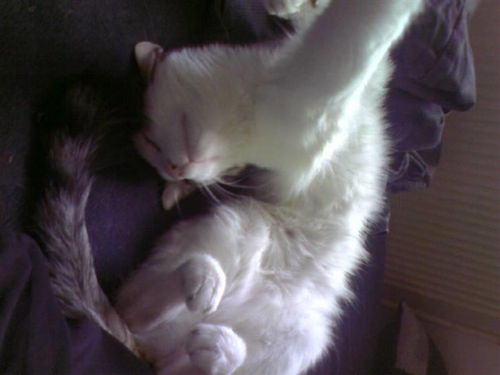 Blanding af racer Malou - uhhhh livet er skøønt. billede 3