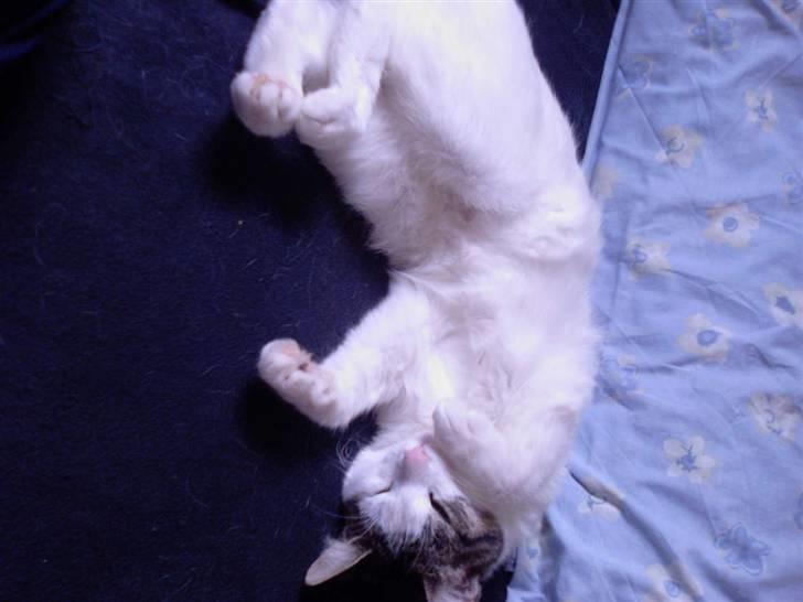 Blanding af racer Malou - klør du mig på maven ? billede 4