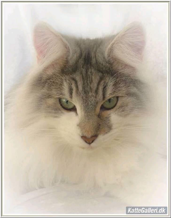 Norsk Skovkat Na'zyias Faris Faruq - Faruq - 02.02.08 billede 1