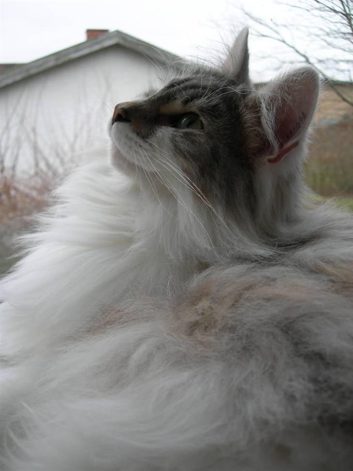 Norsk Skovkat Na'zyias Faris Faruq - Faruq 16.03.08 Jeg prøver at se smuk ud mor... billede 2