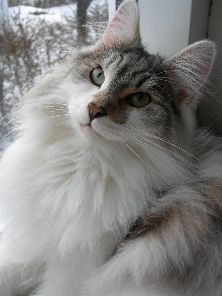 Norsk Skovkat Na'zyias Faris Faruq - Faruq 06.01.08 billede 3