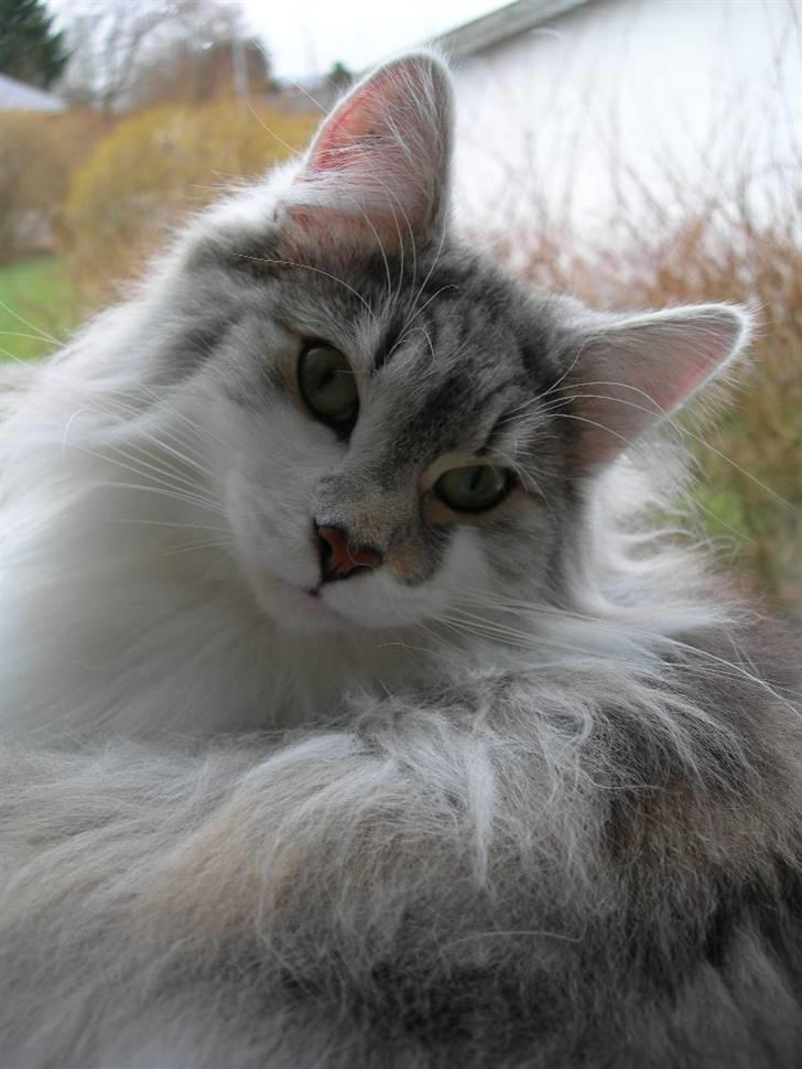 Norsk Skovkat Na'zyias Faris Faruq - Faruq 16.03.08 billede 4