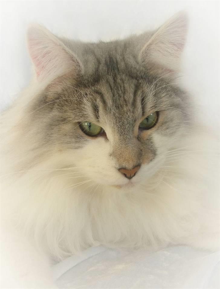 Norsk Skovkat Na'zyias Faris Faruq - Faruq 02.02.08 billede 5