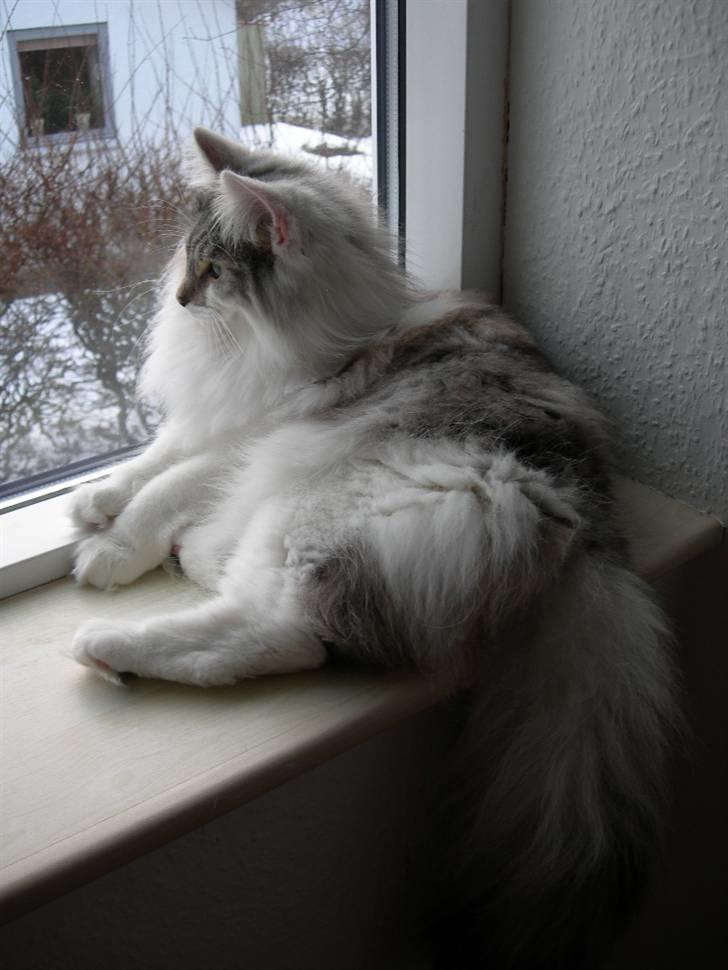 Norsk Skovkat Na'zyias Faris Faruq - Faruq 9 måneder 06.01.08 billede 6