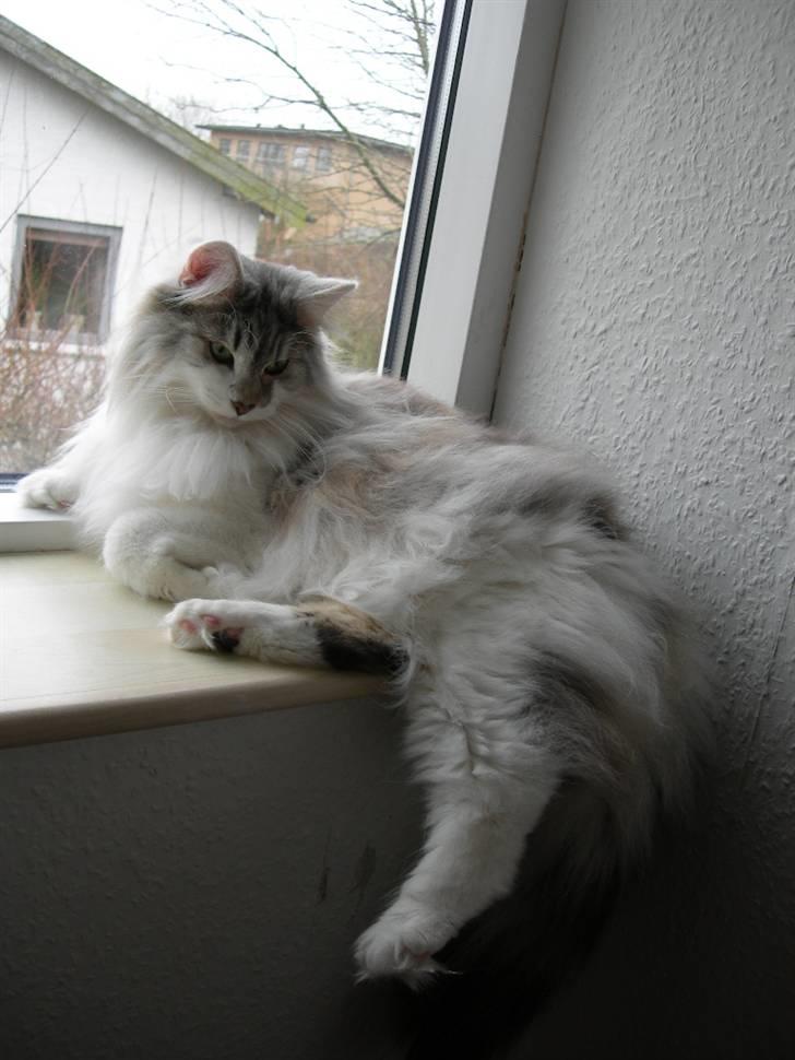 Norsk Skovkat Na'zyias Faris Faruq - Faruq 16.03.08 Mor siger, at det ikke pynter, at jeg ødelægger tapetet... billede 7