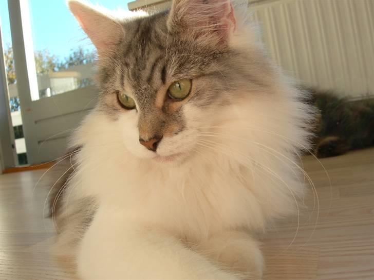 Norsk Skovkat Na'zyias Faris Faruq - 08.10.2007 - Faruq billede 8