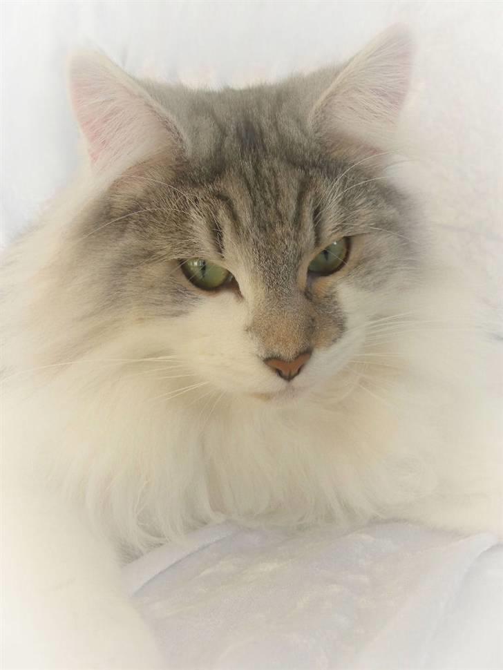 Norsk Skovkat Na'zyias Faris Faruq - Faruq 02.02.08 billede 9