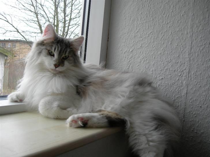 Norsk Skovkat Na'zyias Faris Faruq - Faruq 16.03.08 Jeg er helt afslappet her i vinduet. billede 10