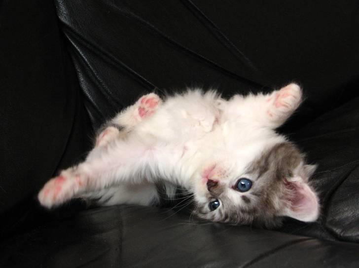 Norsk Skovkat Na'zyias Faris Faruq - Billed venligst udlånt af opdrætter May-Britt Nørgaard billede 11