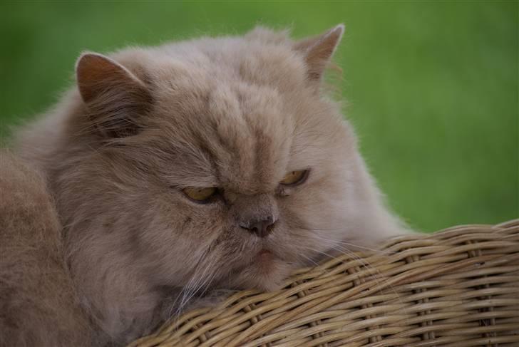 Perser gismi cannabinola billede 2