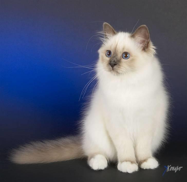 Hellig Birma DK Søkjær´s Morgan R.I.P billede 1