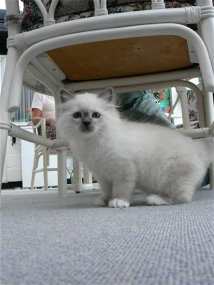 Hellig Birma DK Søkjær´s Morgan R.I.P billede 2