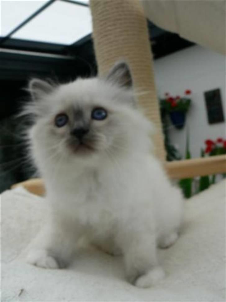 Hellig Birma DK Søkjær´s Morgan R.I.P billede 3