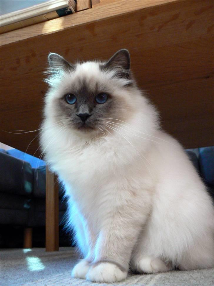 Hellig Birma DK Søkjær´s Morgan R.I.P billede 4