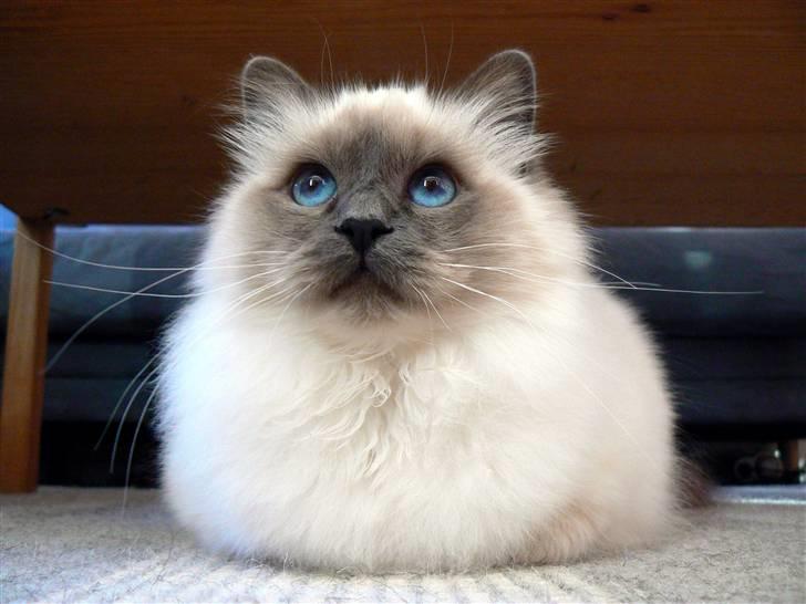 Hellig Birma DK Søkjær´s Morgan R.I.P billede 5