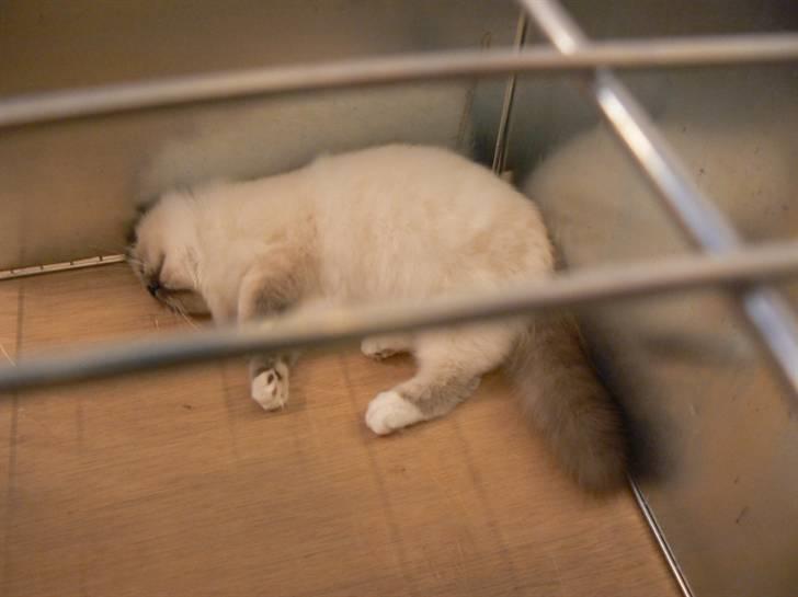 Hellig Birma DK Søkjær´s Morgan R.I.P billede 6