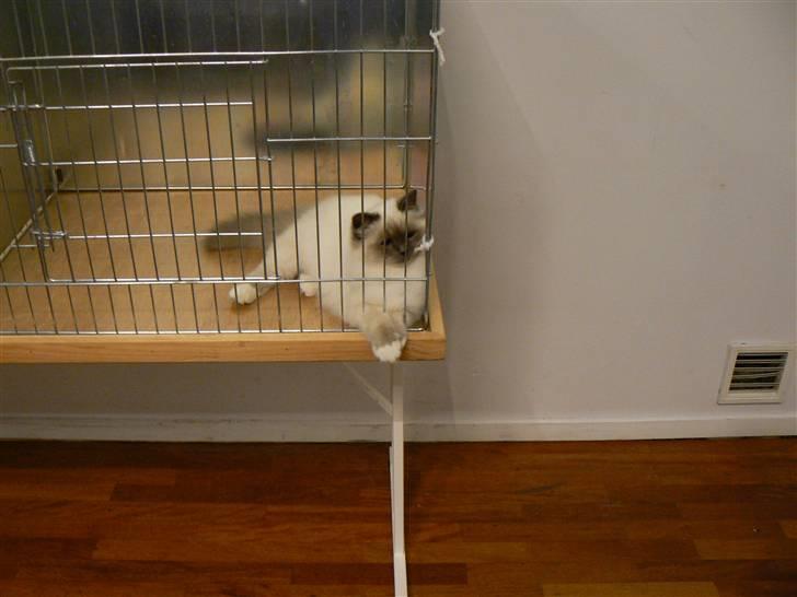 Hellig Birma DK Søkjær´s Morgan R.I.P billede 7