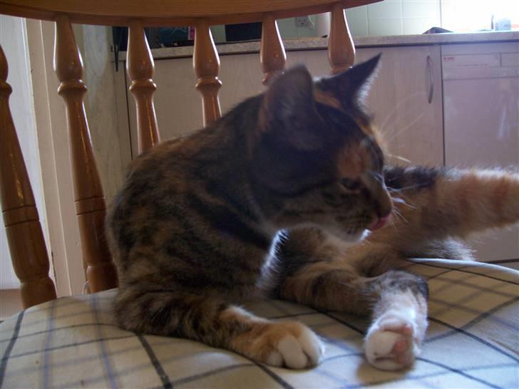 Huskat MisMiv billede 8